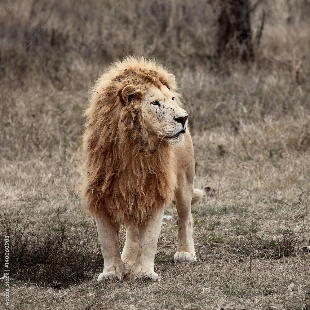 Beautiful White Lion. Caesar in the savanna. scorched grass Beautiful White Lion. Caesar in the savanna. scorched grass