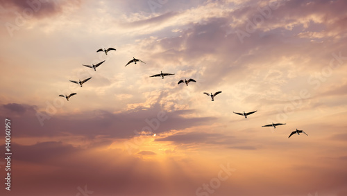 Birds at sunrise or sunset nature concept