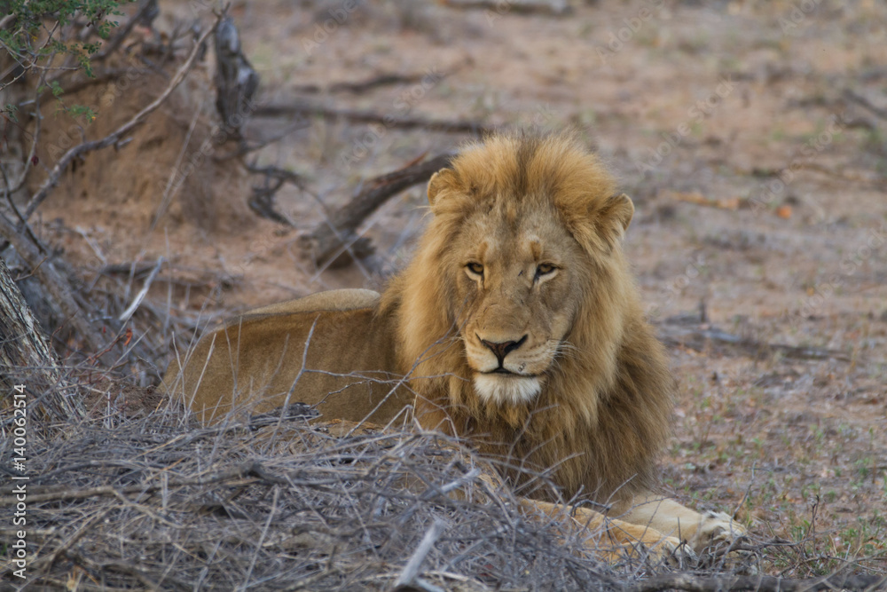 lions in the bush of the kruger national park lions in the bush of the kruger national park