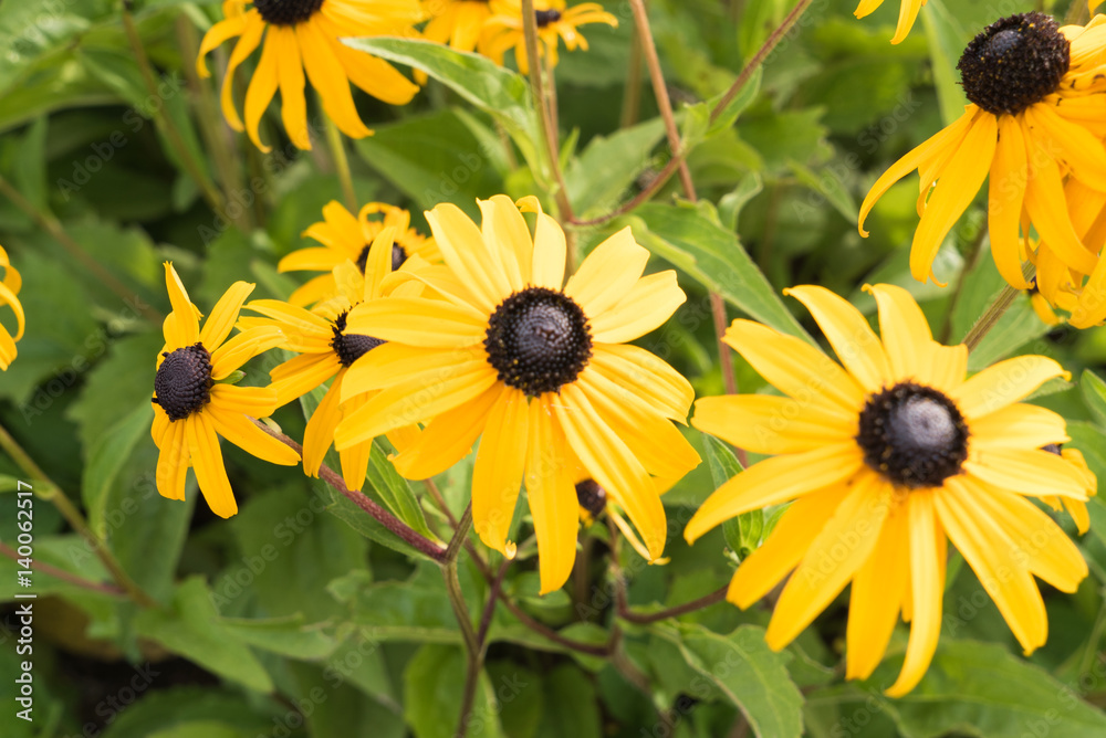 Obraz premium 満開の黄色のエキナセア