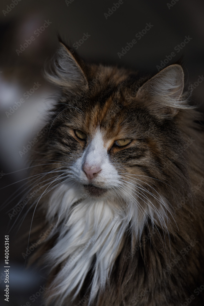 Fototapeta premium Cat