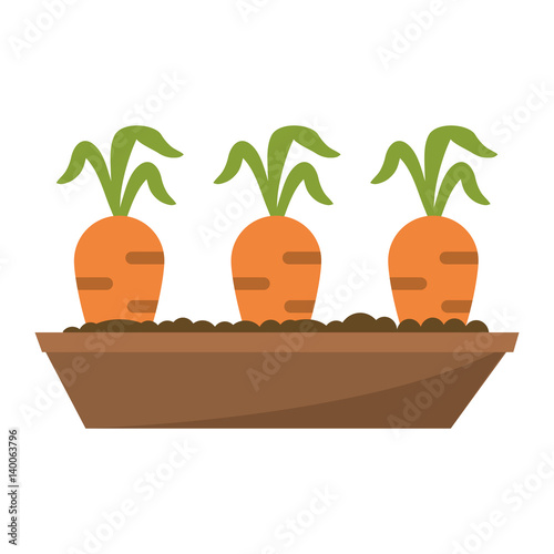garden bed carrot image vector illustration eps 10