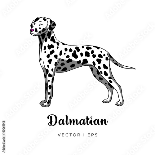 Vector editable colorful image depicting a cute female dalmatian dog standing. Isolated on a white background. 
