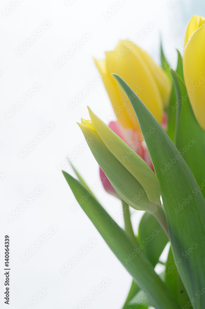 Obraz premium Tulip bud