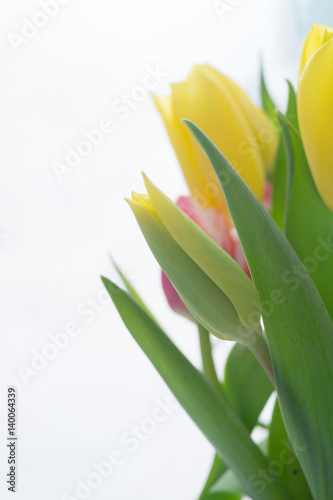 Fototapeta Naklejka Na Ścianę i Meble -  Tulip bud