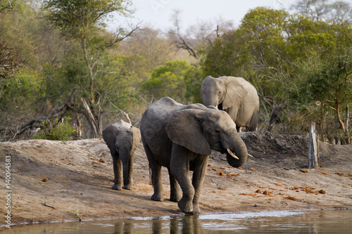 elephants drinking water in kruger national park