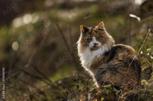Cat