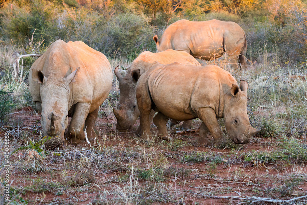 Fototapeta premium Rhinoceros 