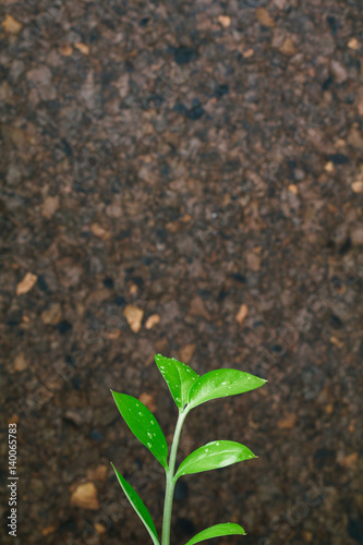 Young growing green sprout on a dark land background as a symbol of ecology. Copy space.