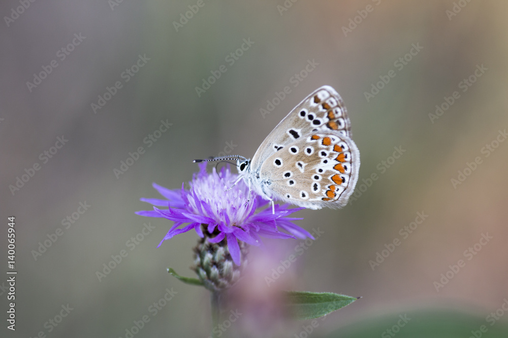 Obraz premium Common blue butterfly