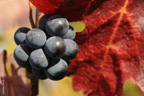grappe de raisin sur un cep photo