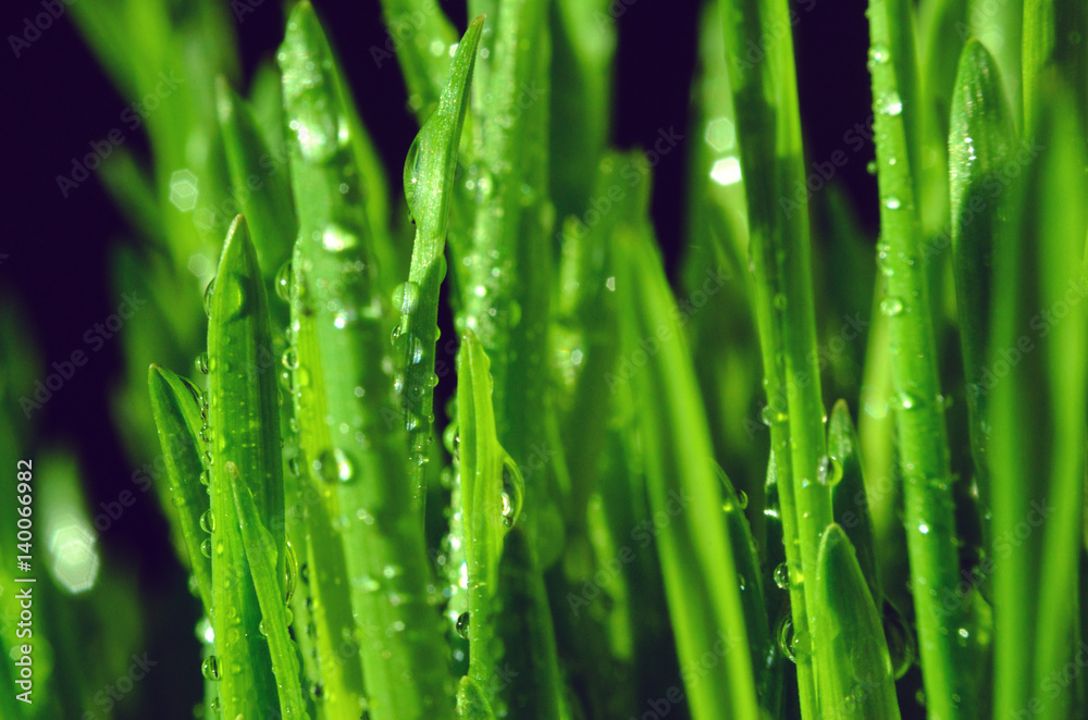 Grass on a black background. Macro view Grass on a black background. Macro view