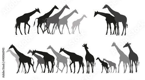 Group of black and grey silhouettes of giraffes