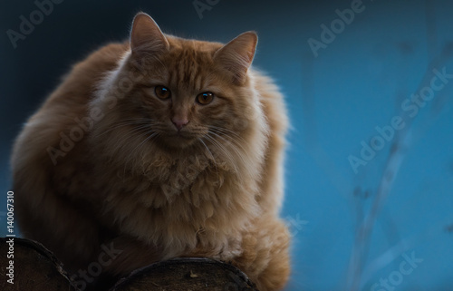 Cat