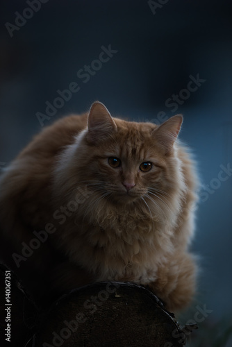 Cat