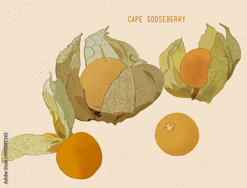 cape goose berry vector