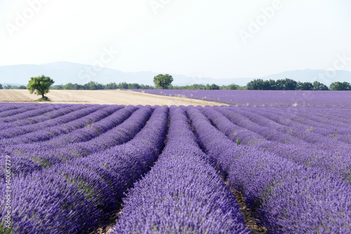 Lavendelfeld in Frankreich