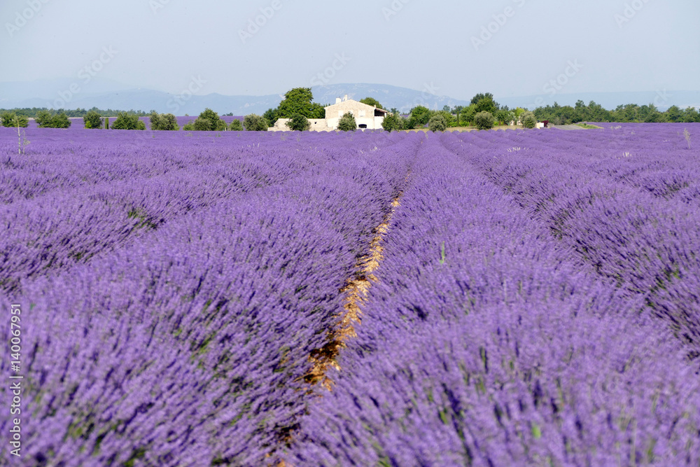 Fototapeta premium Lavendelfeld in Frankreich