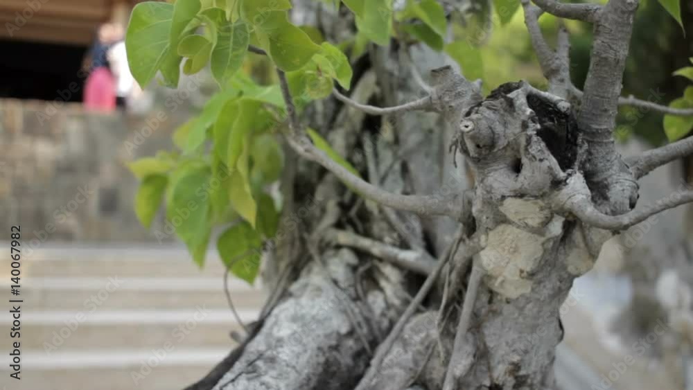 Strange gray tree with green leaves close-up Strange gray tree with green leaves close-up