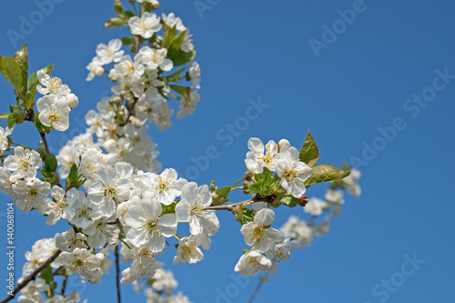 Blühende Sauerkirschen, Prunus cerasus