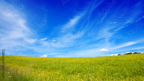Field of grass and blue sky 