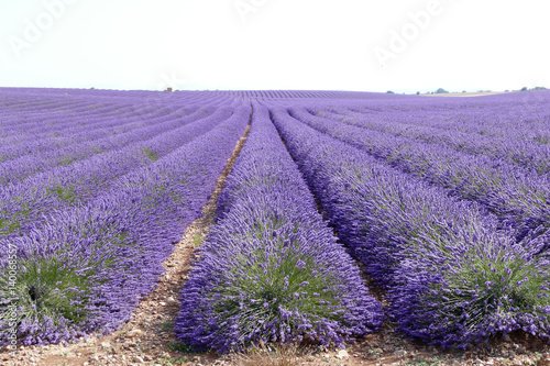 Reiher von Lavendel