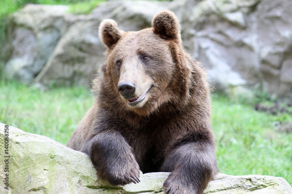 Beautiful nice friendly brown Bear 