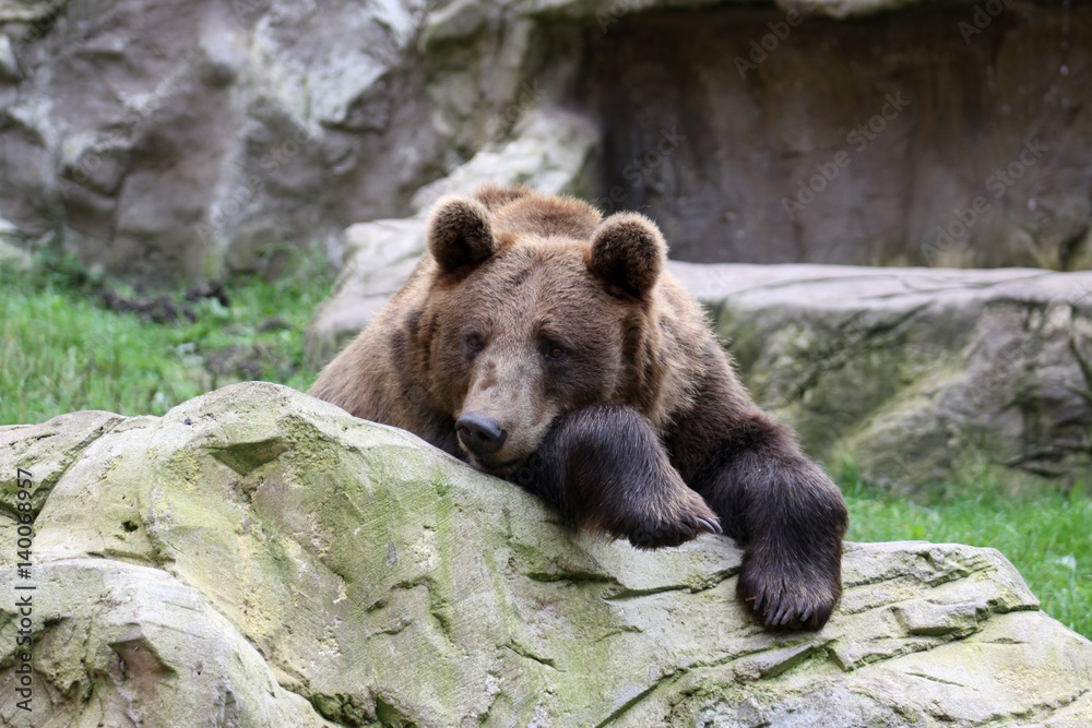 Fototapeta premium Beautiful nice friendly brown Bear 