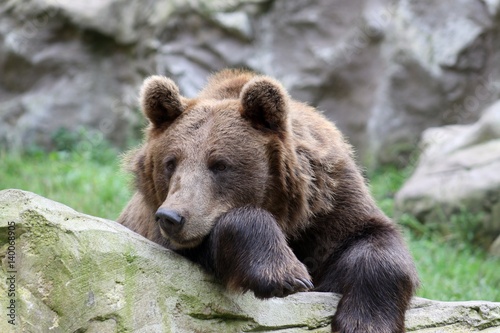 Beautiful nice friendly brown Bear 