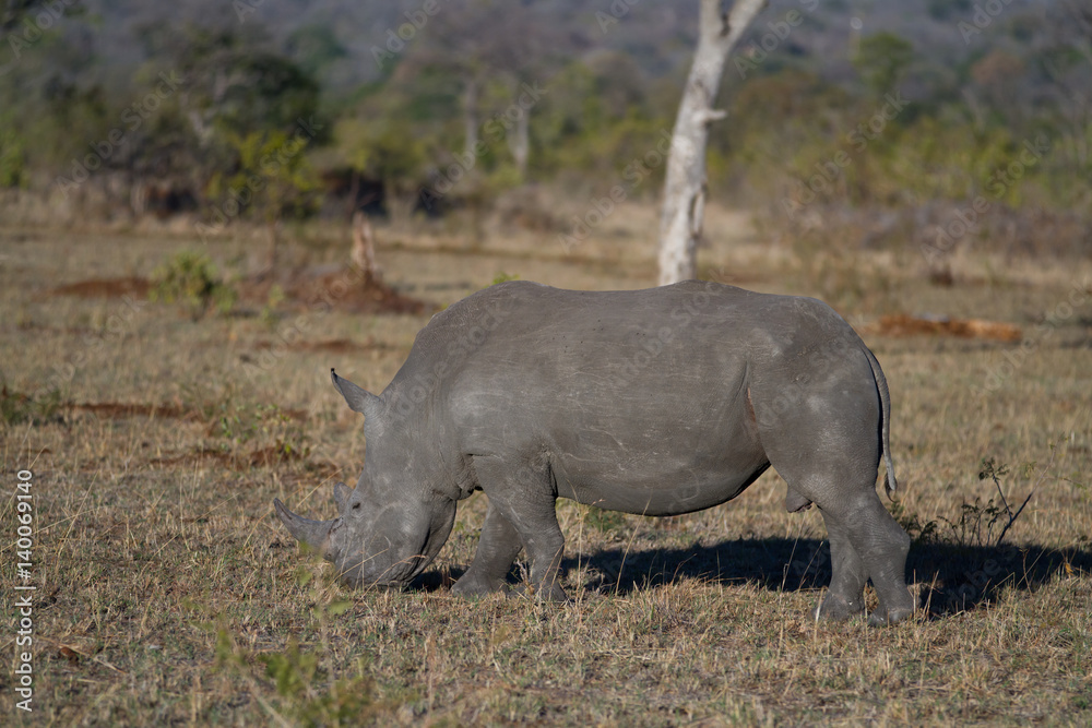 Fototapeta premium rhinos walking in the plains of the kruger national park