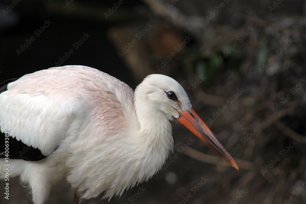 Fototapeta premium Stork