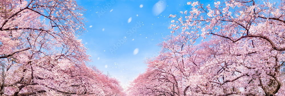 Obraz premium Panorama kwiat wiśni wiosną