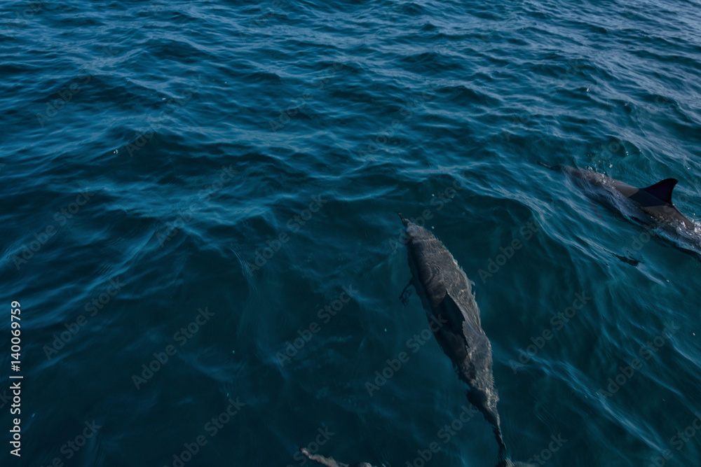 Naklejka premium Dolphins in Freedom