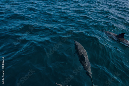 Dolphins in Freedom © Emilian