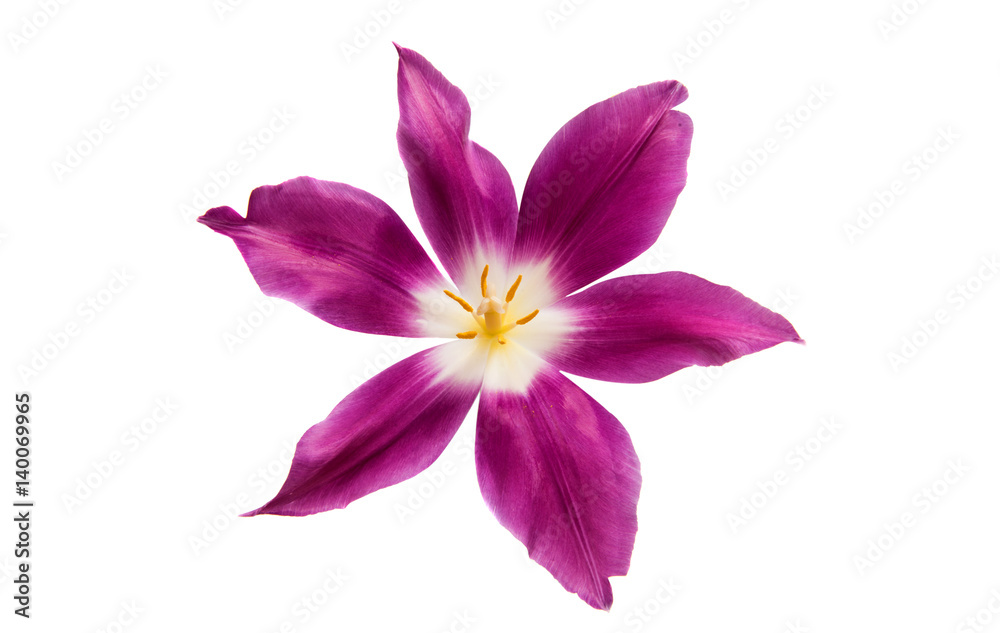 Lilac tulip isolated