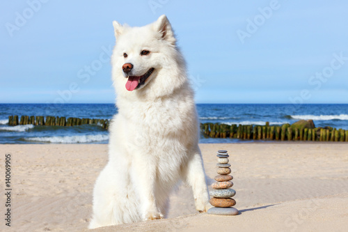 White dog Samoyed and rocks zen on the beach.