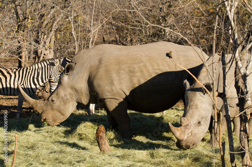 rhinos in the kruger national park