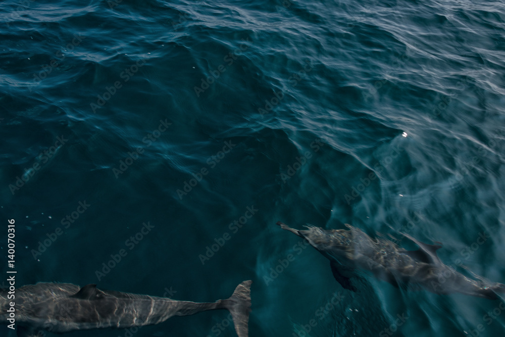 Fototapeta premium Dolphins in Freedom