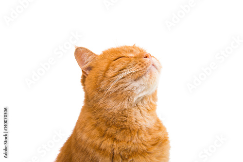 Fototapeta Naklejka Na Ścianę i Meble -  cute beautiful red cat