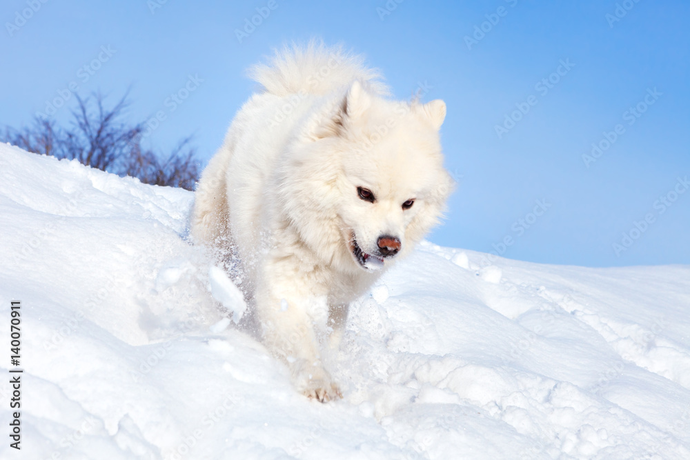 White dog Samoyed running on the snow in Sunny winter day