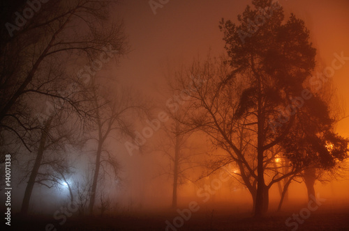 Gloomy street tree in the fog  mist