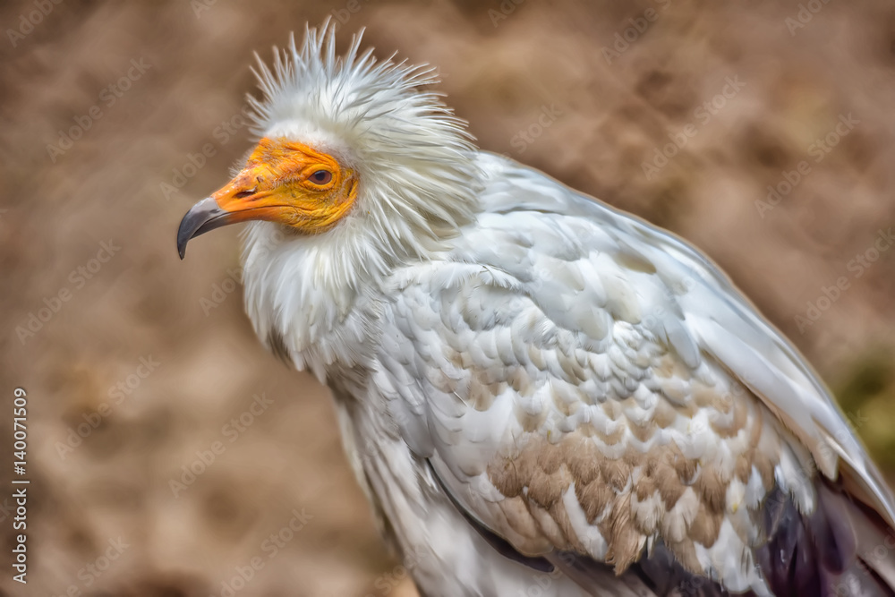 Nice white vulture (Neophron percnopterus) at the zoo, Tallinn, Estonia. Nice white vulture (Neophron percnopterus) at the zoo, Tallinn, Estonia.