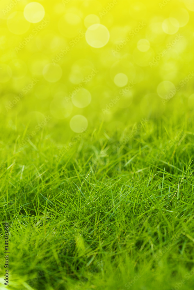 Fototapeta premium Green grass with defocused lights