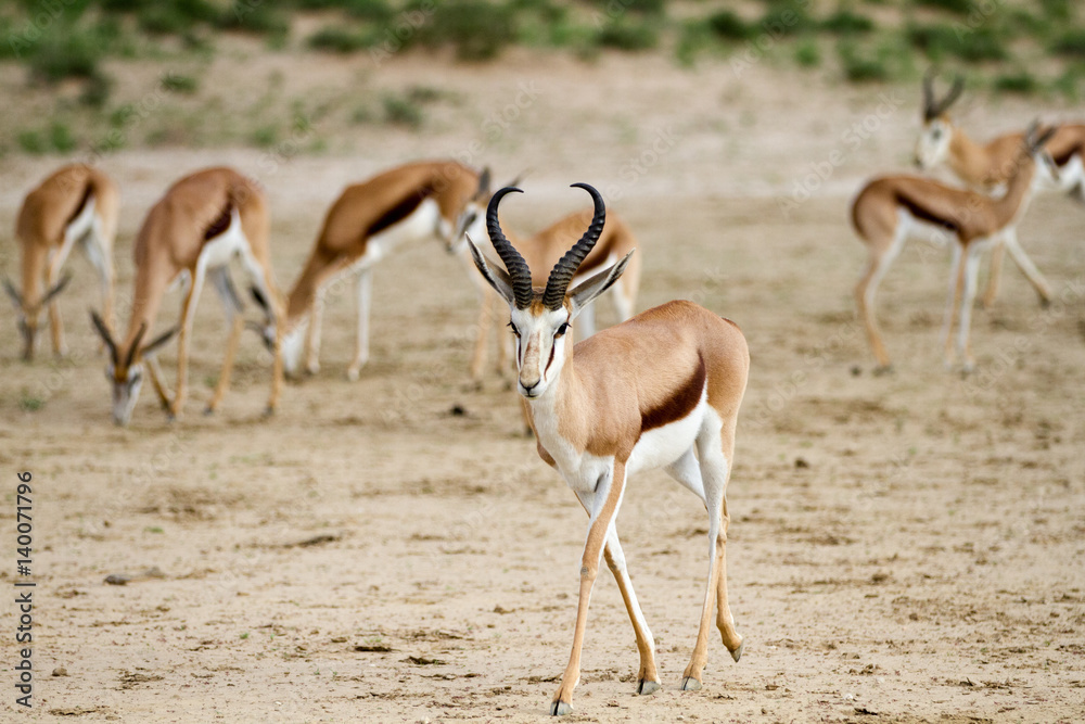 Springbok Springbok