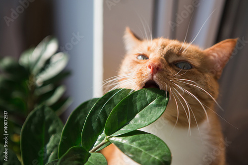 Adult red cat eats flower
