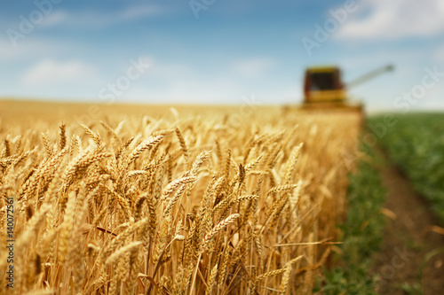 Wheat harvest photo