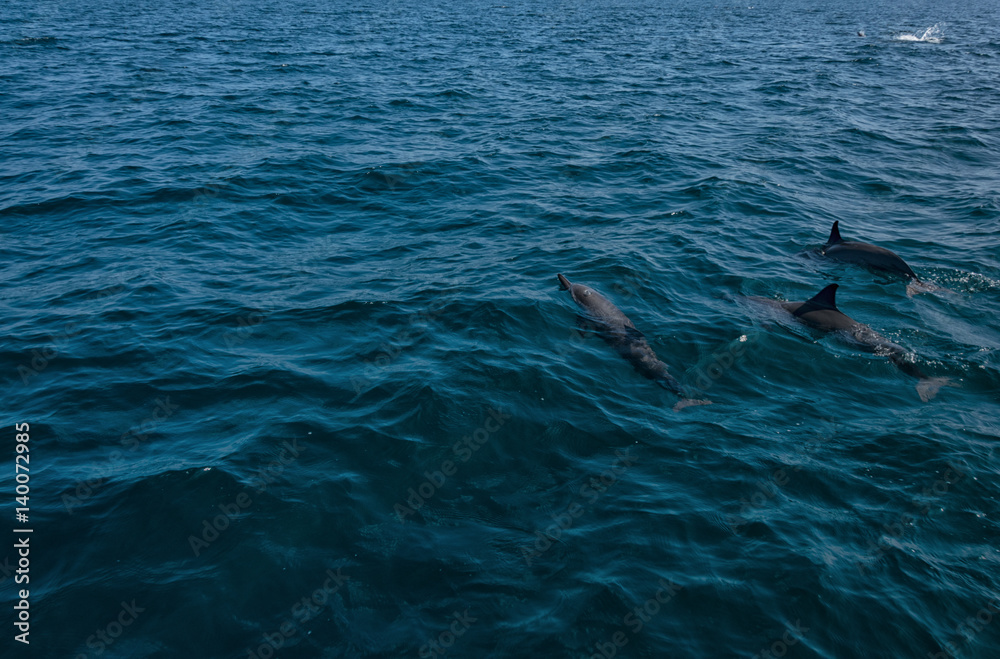 Obraz premium Dolphins in Freedom