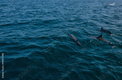 Dolphins in Freedom