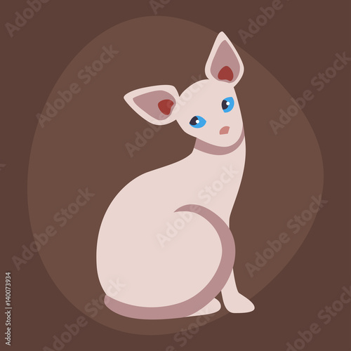 Cat breed cute pet sphinx portrait fluffy young adorable cartoon animal and pretty fun play feline sitting mammal domestic kitty vector illustration.