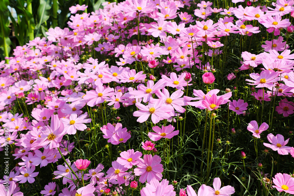 Naklejka premium Pink cosomos